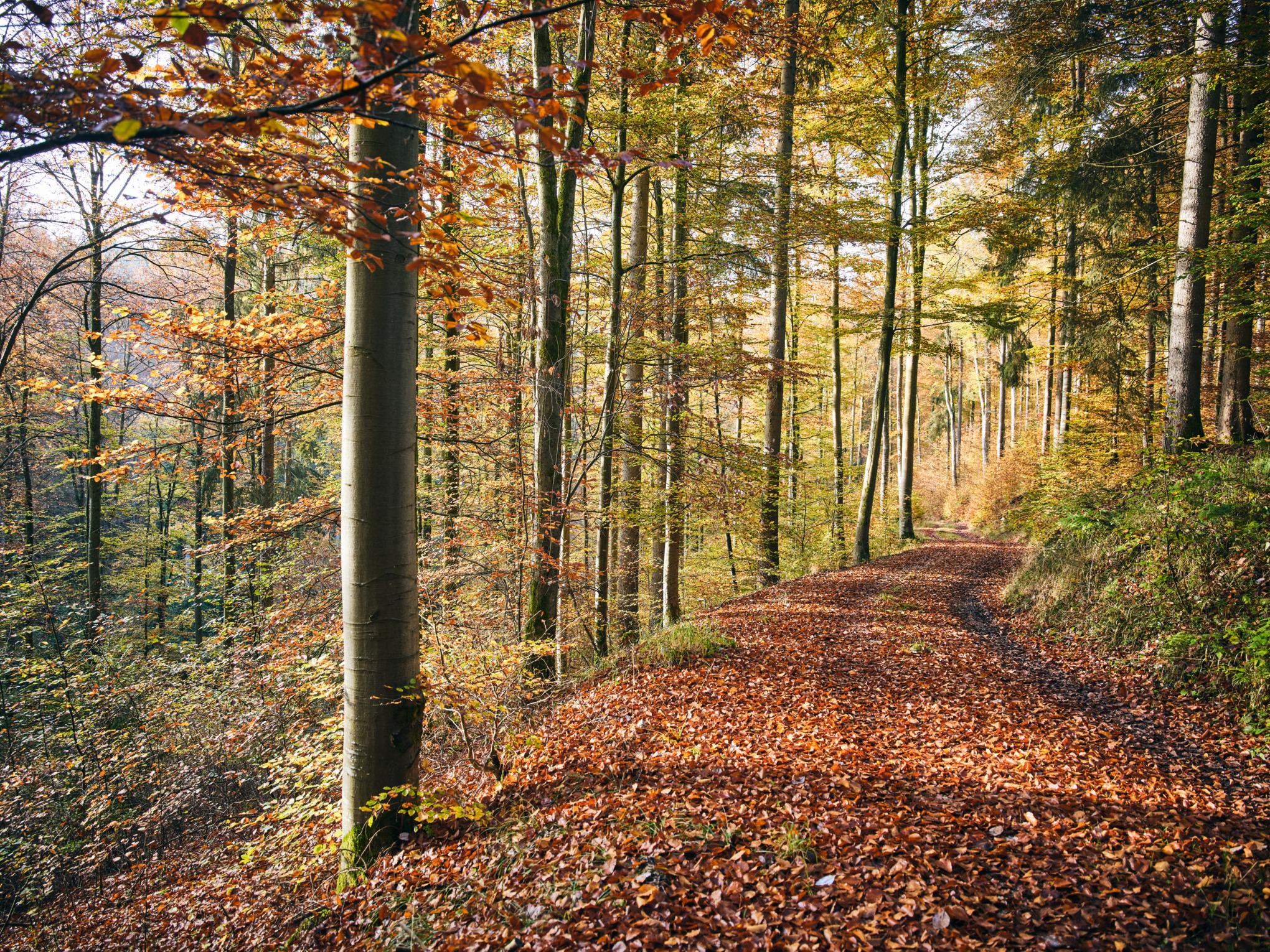 Økonomisk bæredygtighed