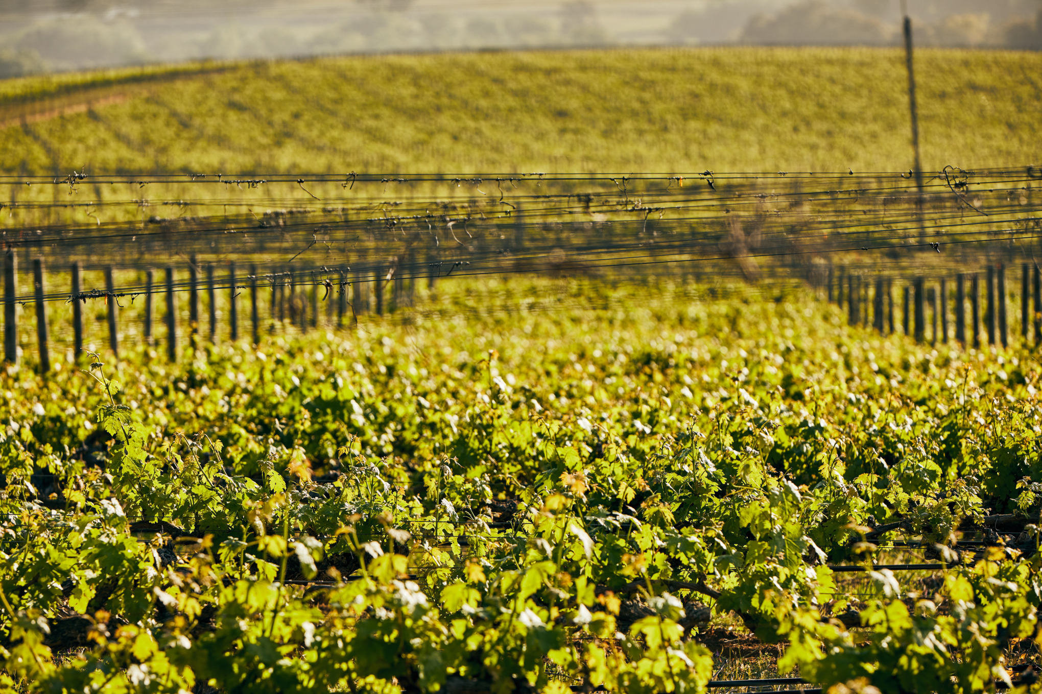 STIHLs salgsselskaber i Sydamerika