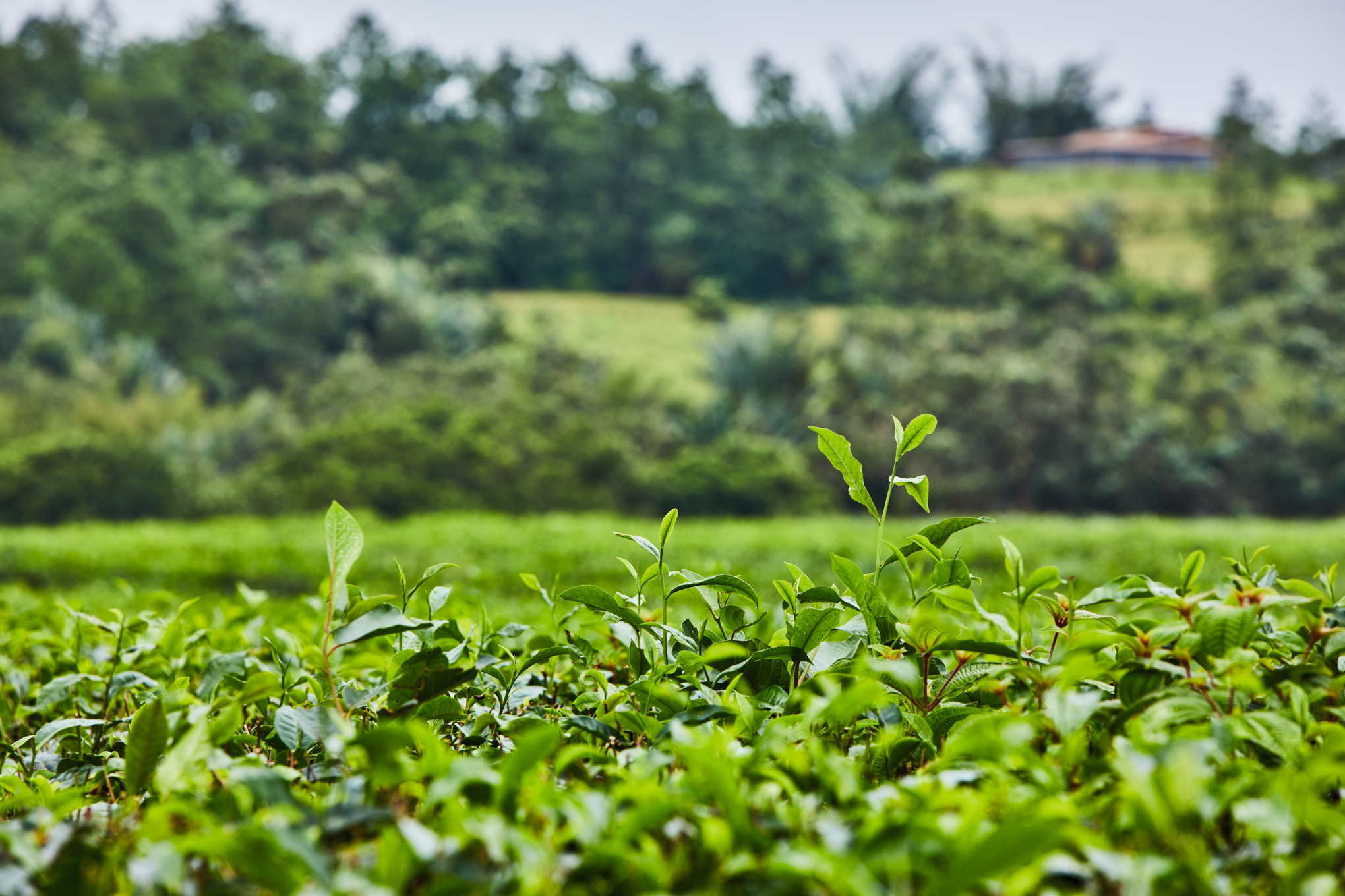 Vækst i naturens billede